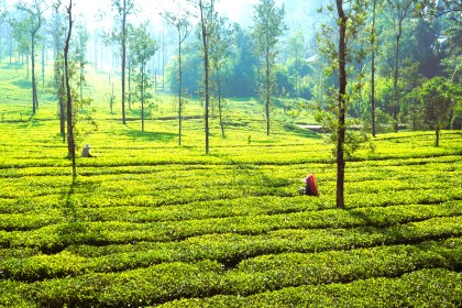 Plantation & Agriculture